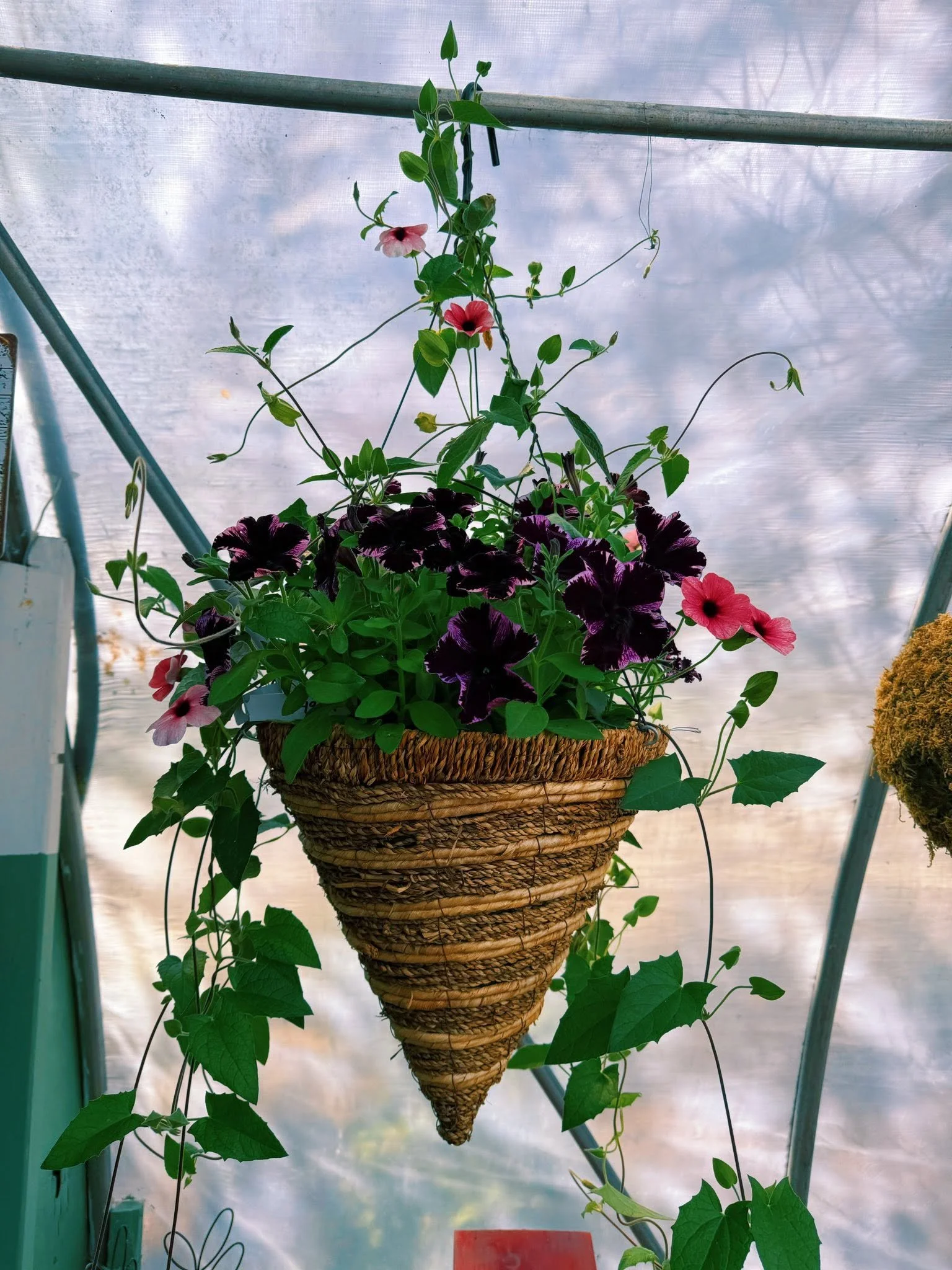 A hanging basket filled with purple and pink petunias inside a greenhouse with a cloudy sky visible through the translucent roof.