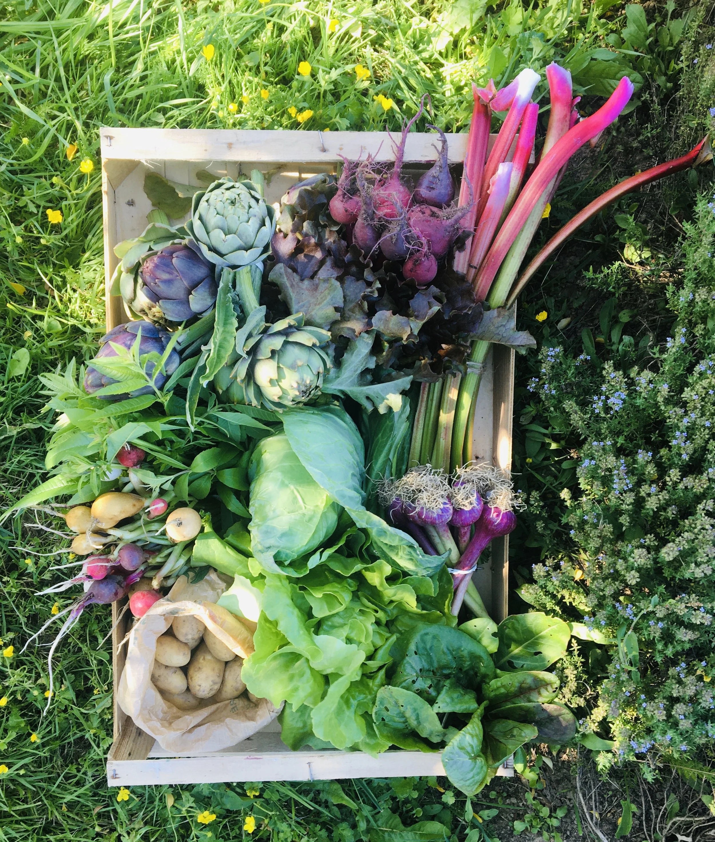Un panier en bois contenant des artichauts, des radis, des oignons nouveaux et une laitue, posés sur de l'herbe verte avec quelques petites fleurs jaunes et violettes.