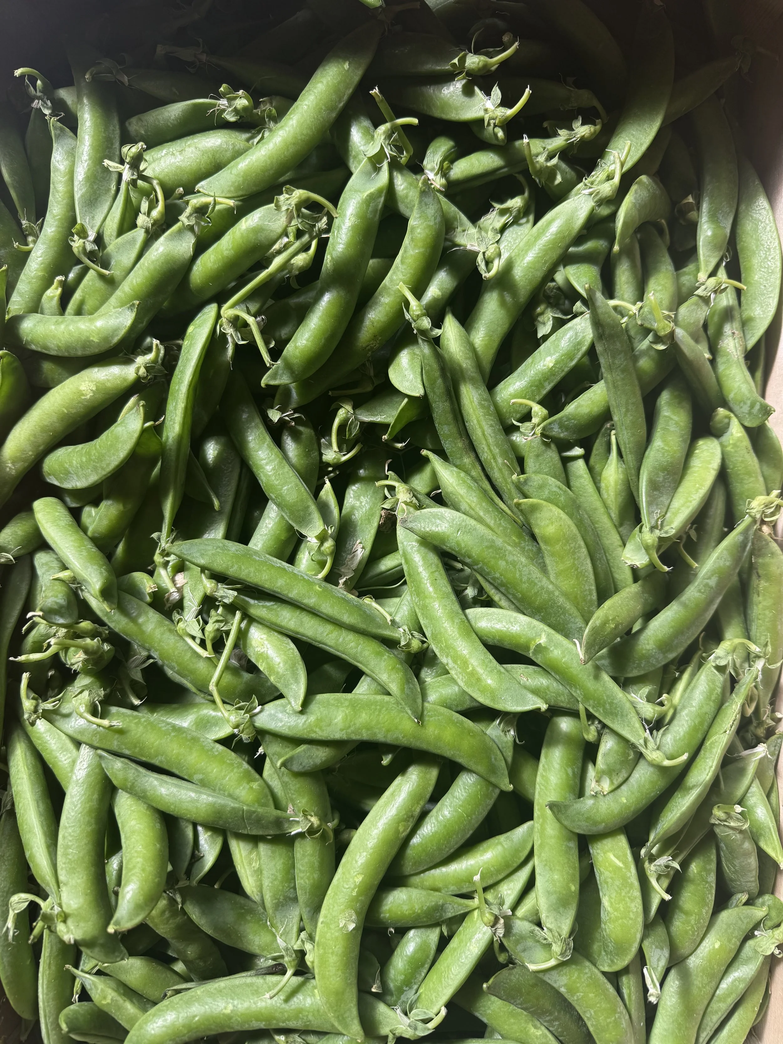 Gros plan de nombreuses gousses de haricots verts fraîches.
