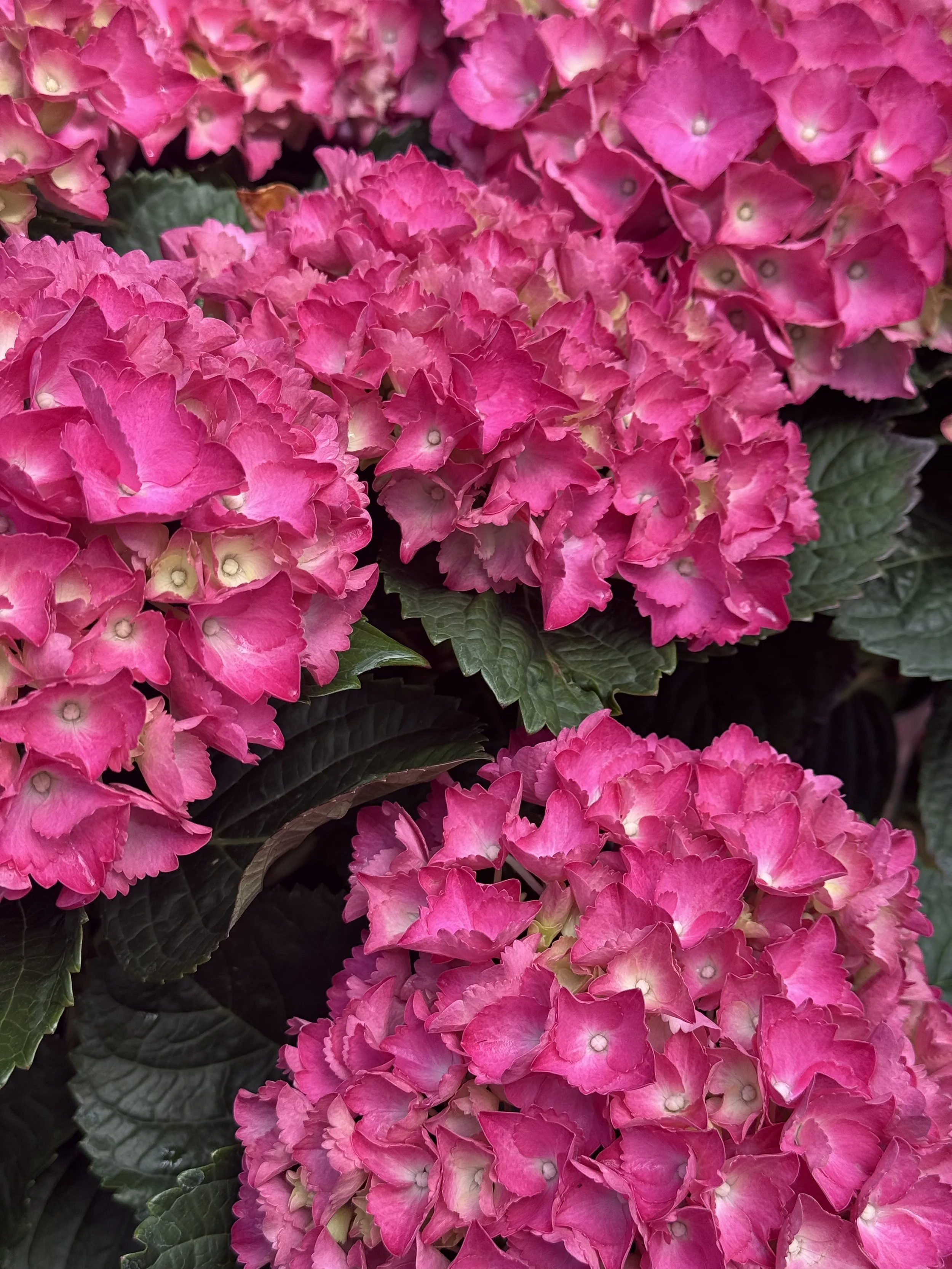 Groupes de fleurs d'hortensia roses avec des feuilles vertes foncées en arrière-plan.