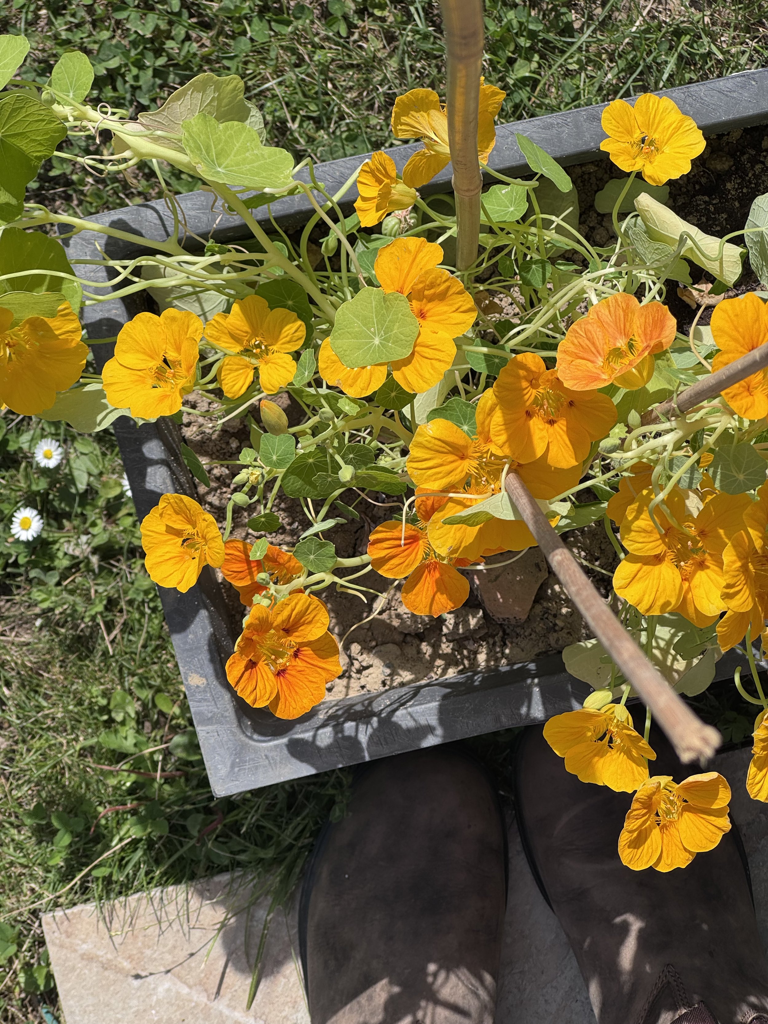 Capucines du jardin