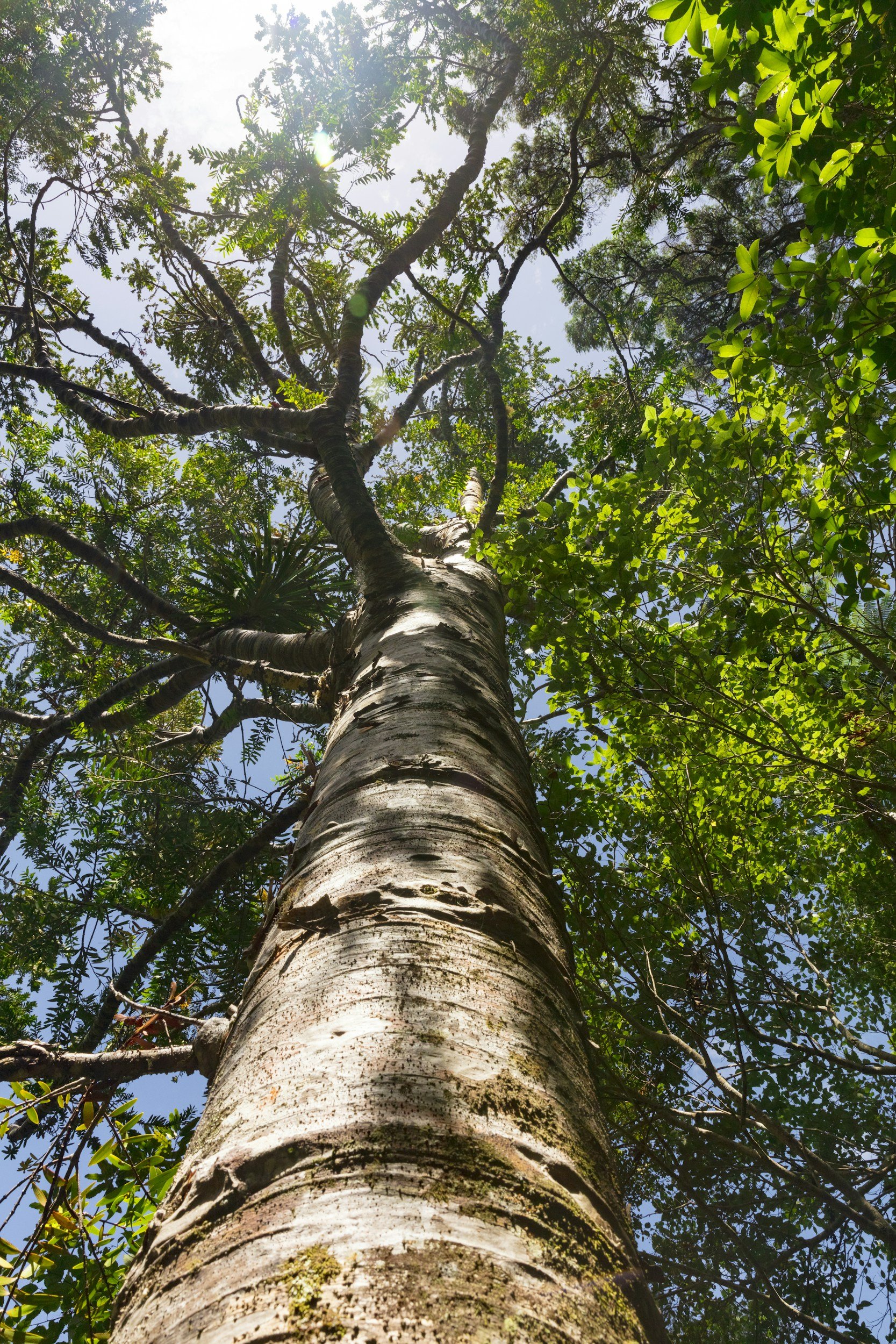 Looking up a tall, textured tree trunk with green leaves and branches against a bright sky with sunlight