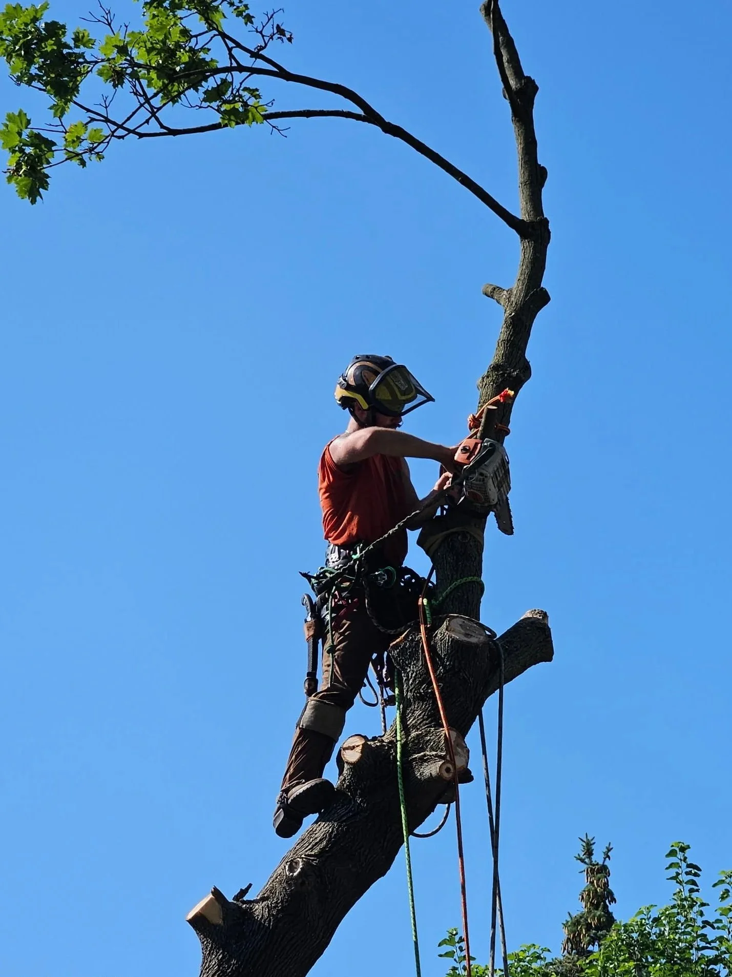 A person wearing safety gear, including a helmet and harness, is cutting and trimming a tall tree with a chainsaw during the daytime. The tree is partly cut, and the sky is clear blue.