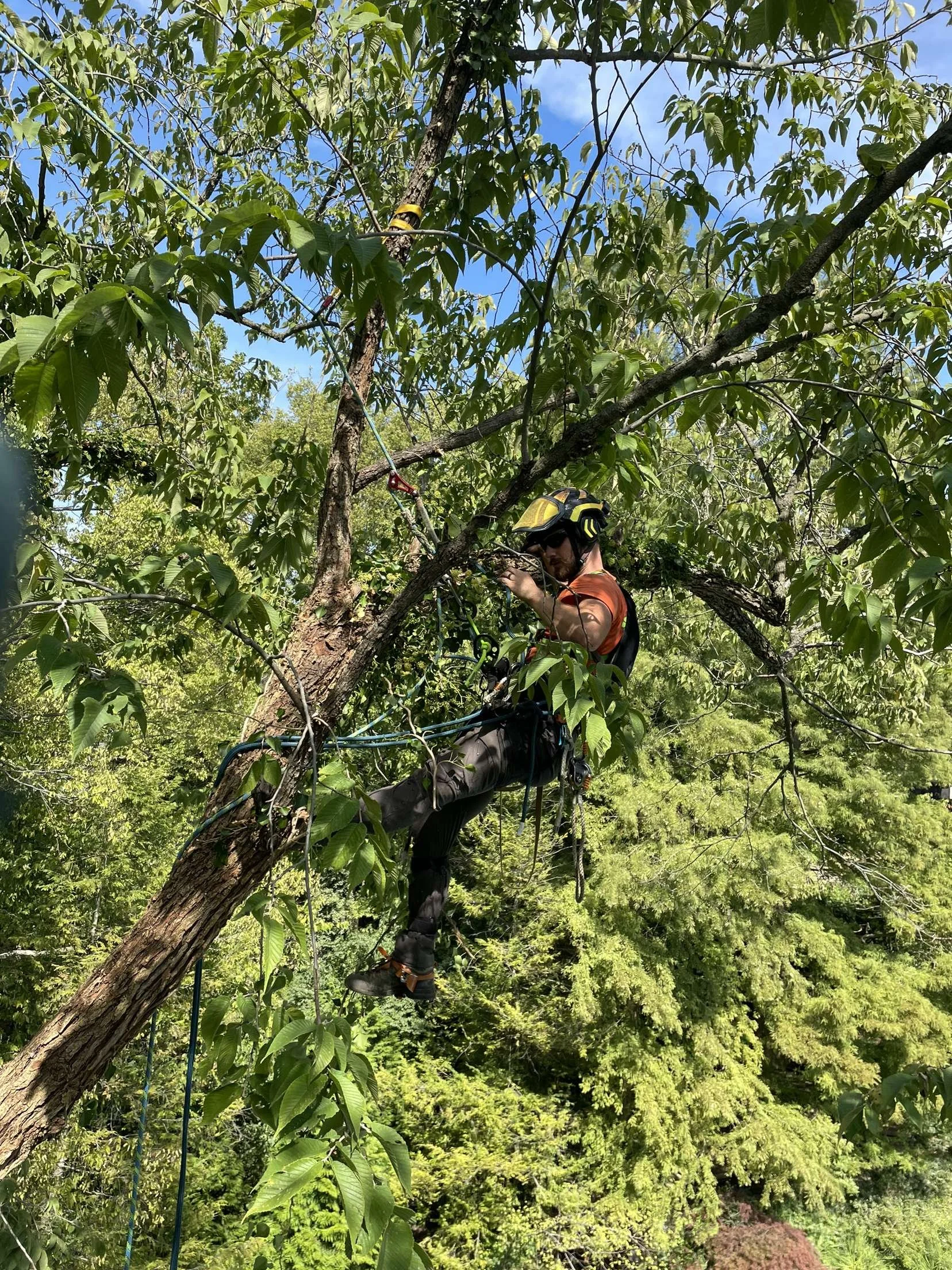 A person wearing a safety helmet, harness, and gloves is climbing high up in a tree, with a clear blue sky in the background.