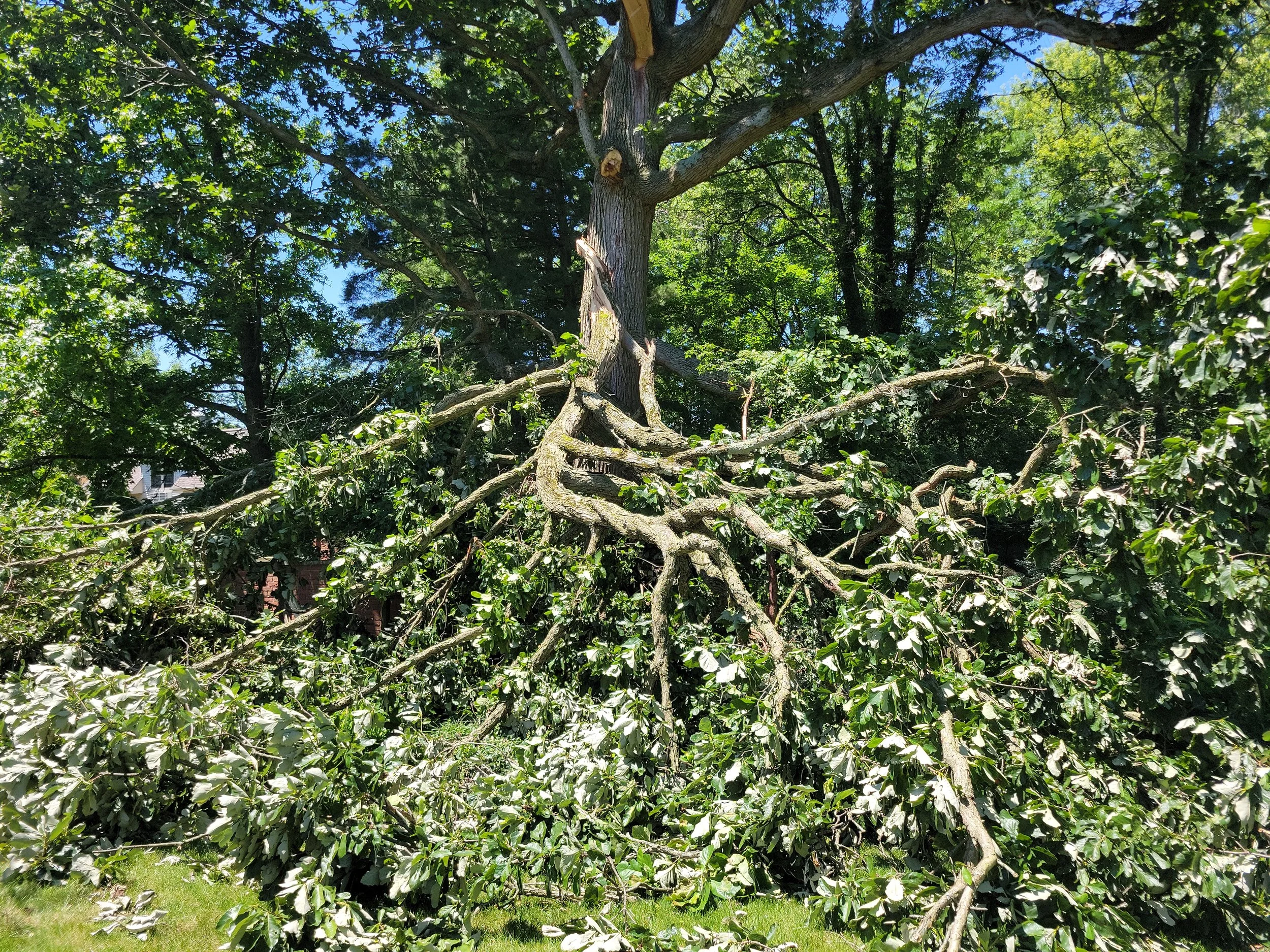 A fallen tree with branches and leaves in a grassy yard on a sunny day.