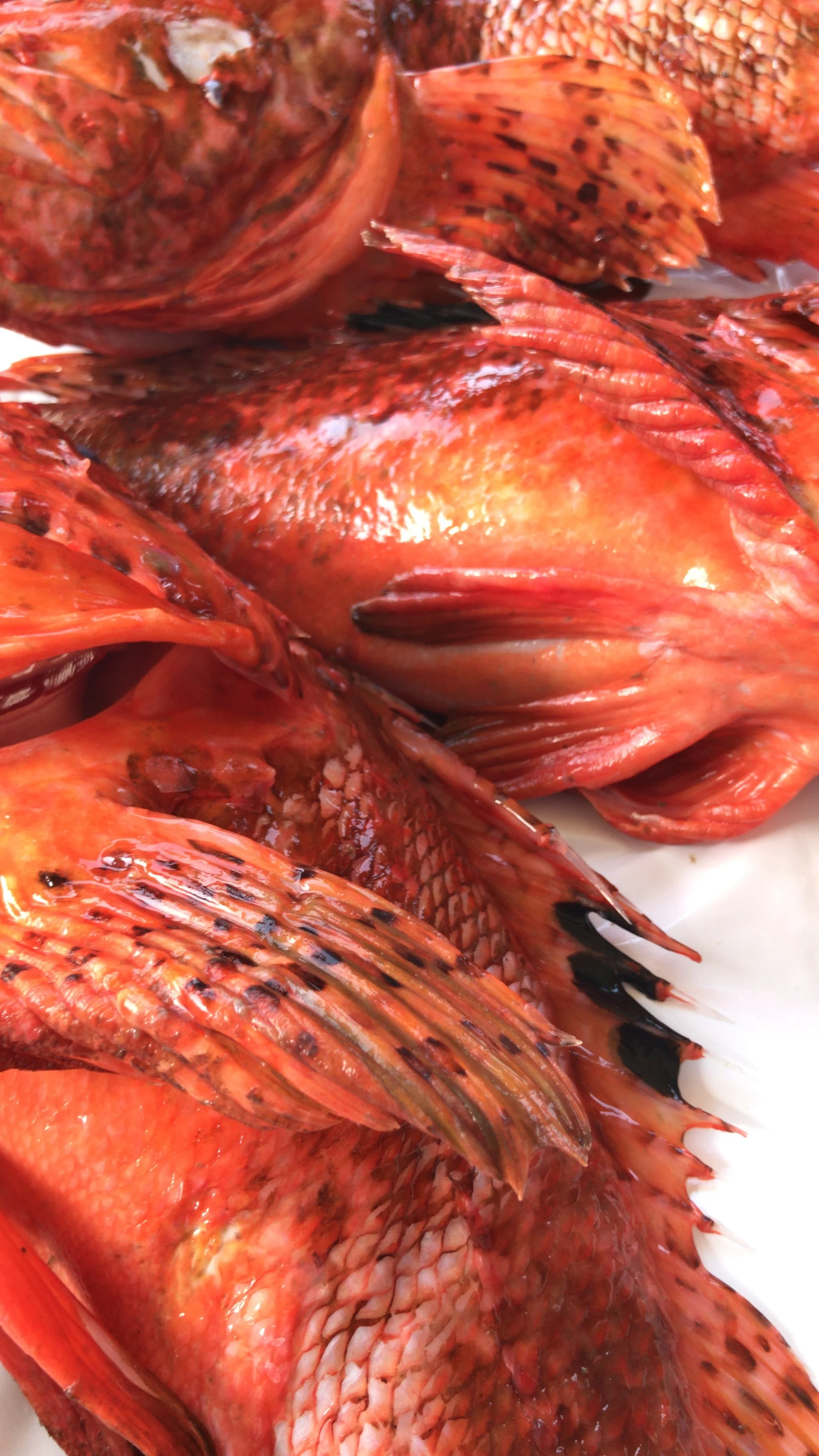 Pesce fresco del giorno sul banco della pescheria I Pesciolini