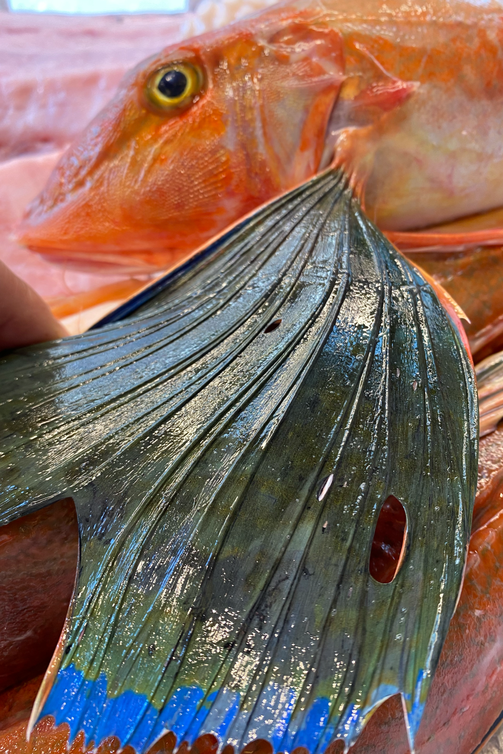 Dettaglio del pesce fresco esposto sul banco de I Pesciolini