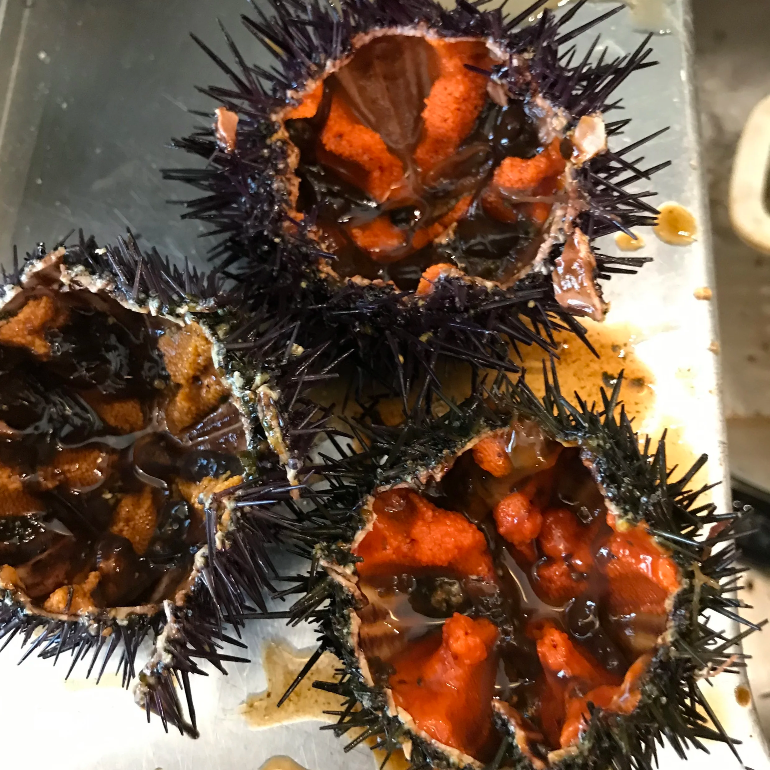 Ricci di mare freschi selezionati da I Pesciolini