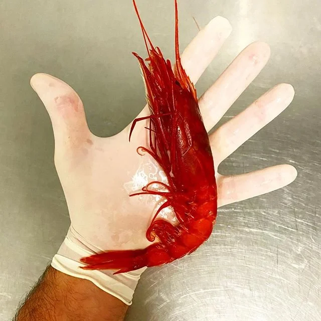Gambero rosso fresco selezionato nella pescheria I Pesciolini