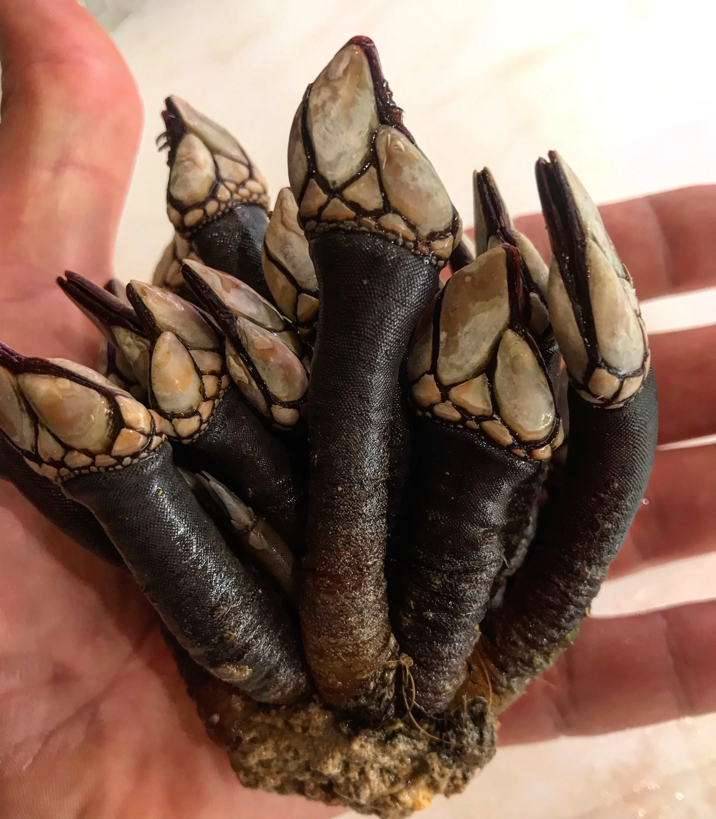 percebes selezionati sul banco della pescheria pesciolini a milano