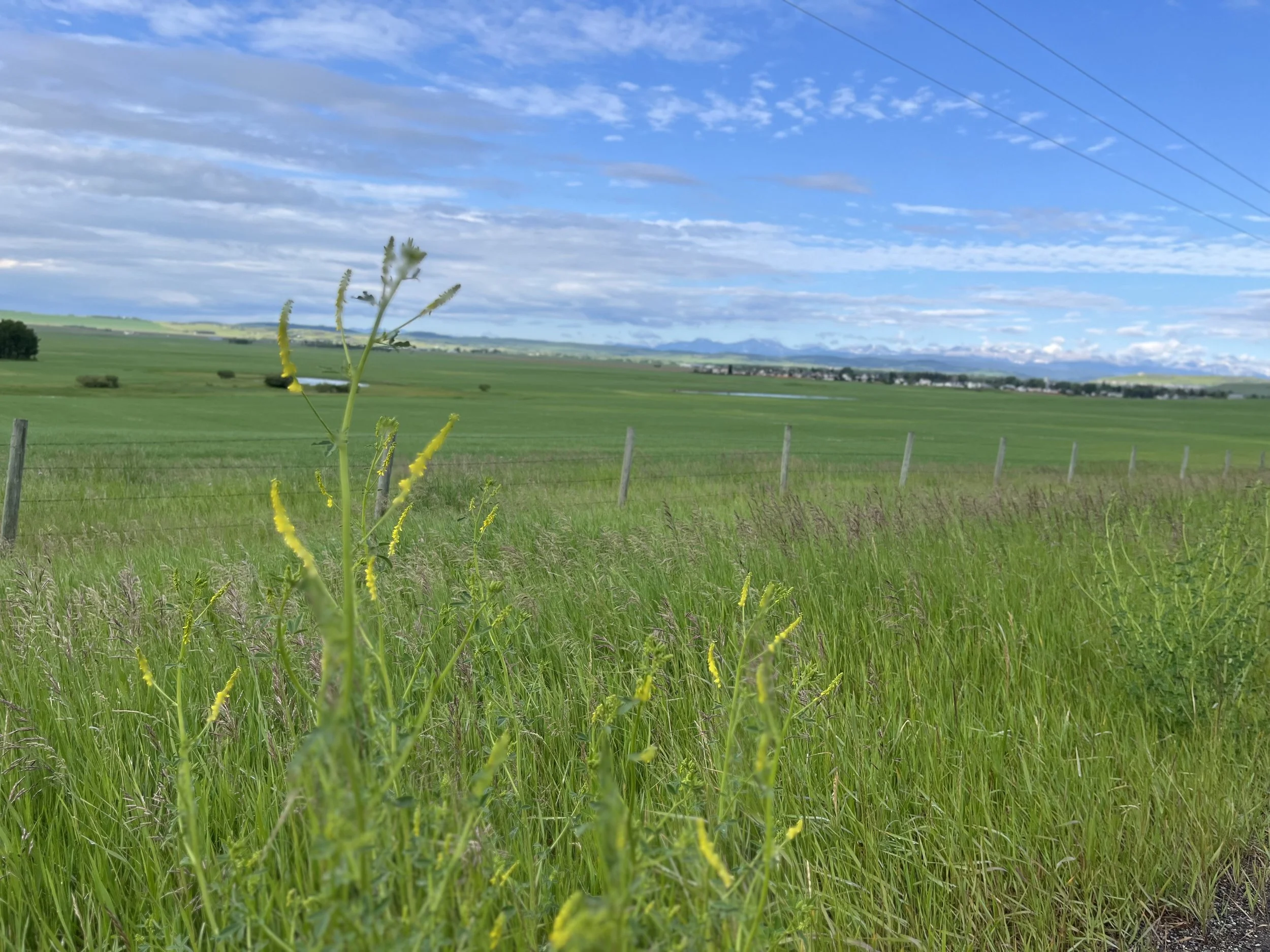 Bearspaw Road Land Use Application