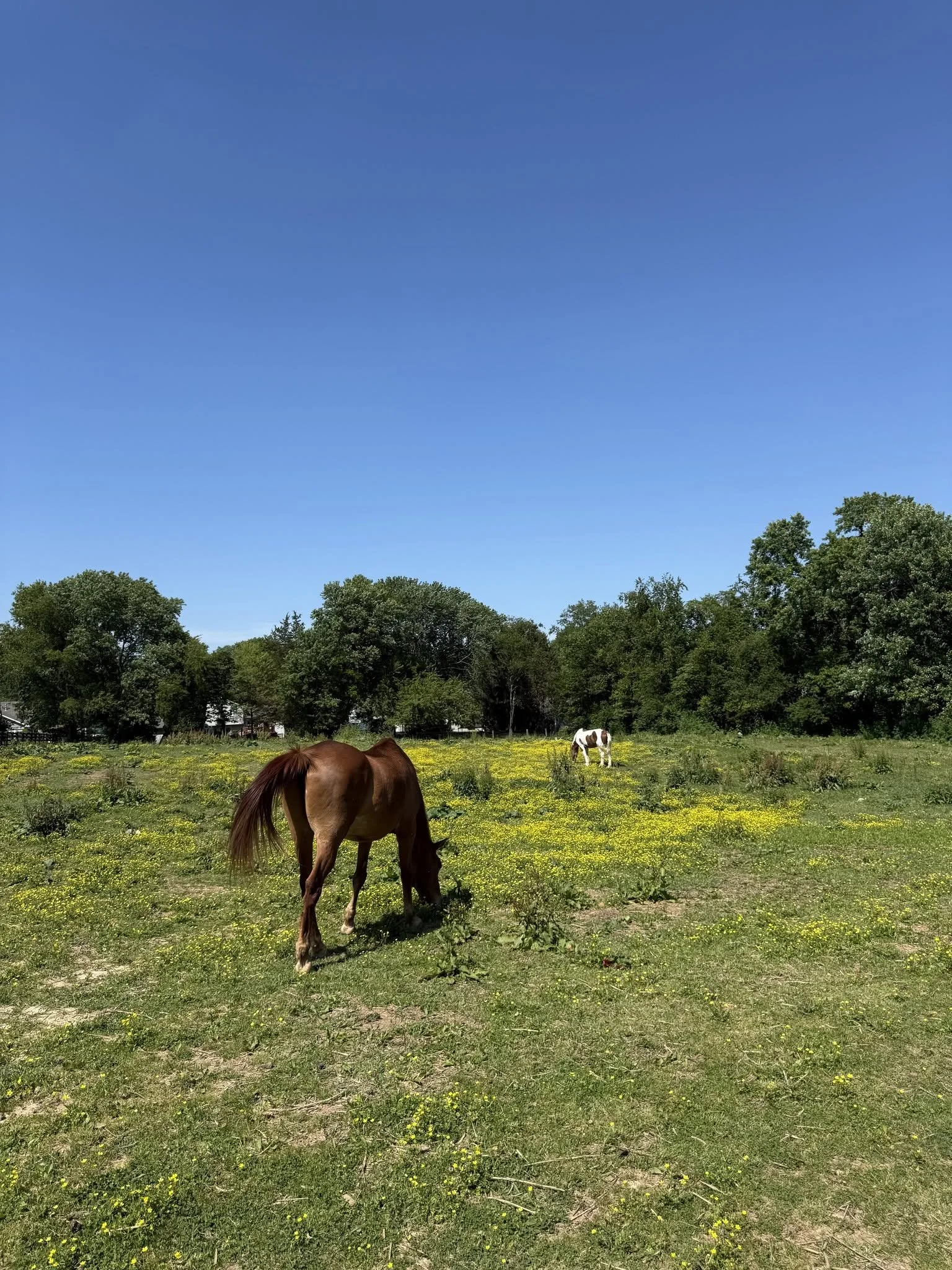 A sunny field with green grass and yellow flowers, a brown horse grazing in the foreground, and a white and brown horse standing among trees in the background under a clear blue sky.