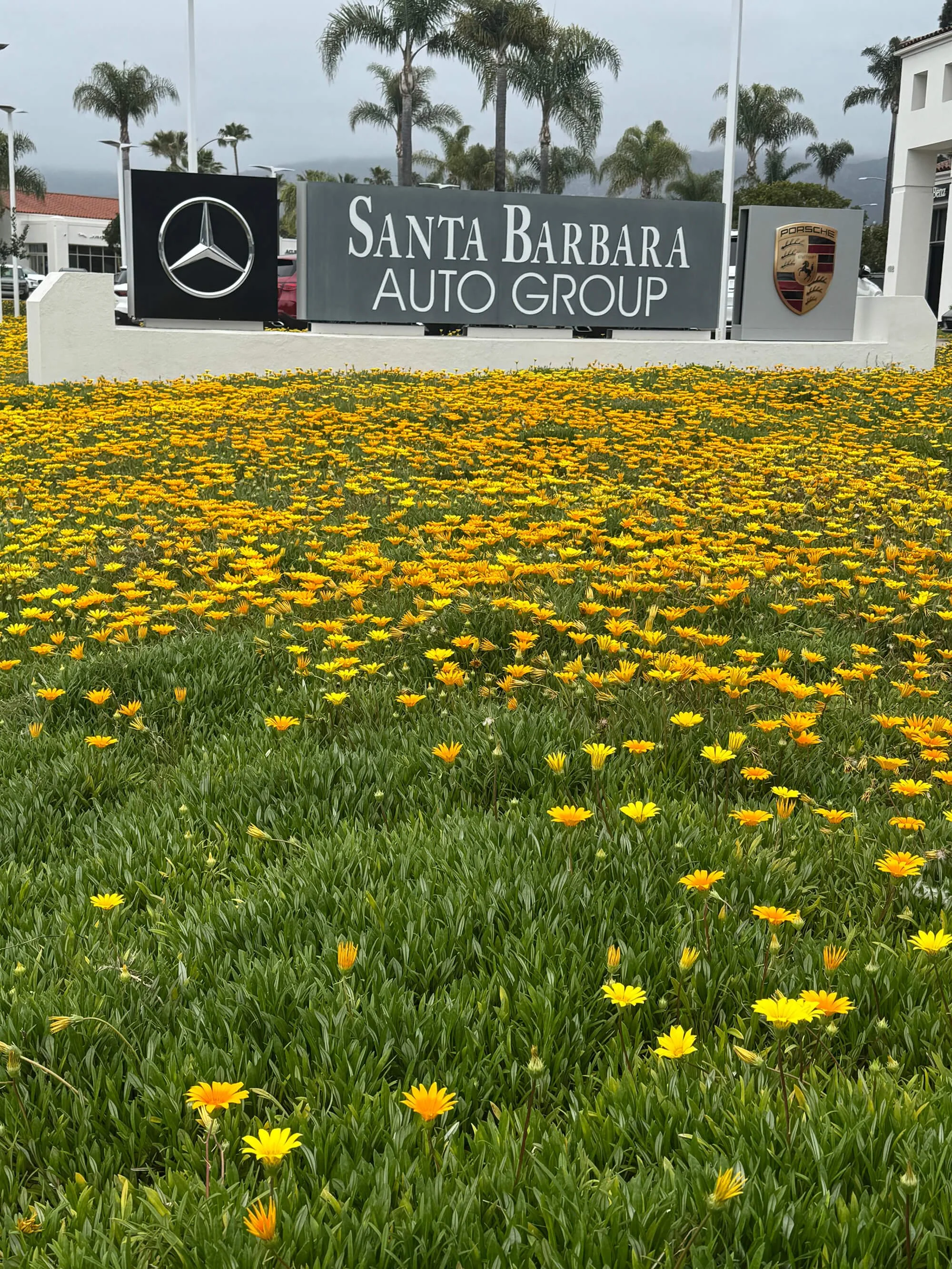 Sign for Santa Barbara Auto Group with Mercedes-Benz and Porsche logos, surrounded by yellow flowers and palm trees in the background.