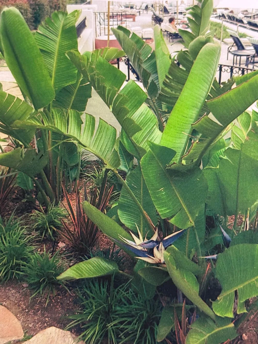 Large green tropical leaves, possibly banana plant, in an outdoor setting with patio furniture and water craft in the background.