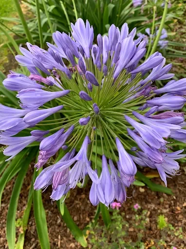 A close-up of a purple agapanthus flower with multiple star-shaped blooms and green leaves in the background.