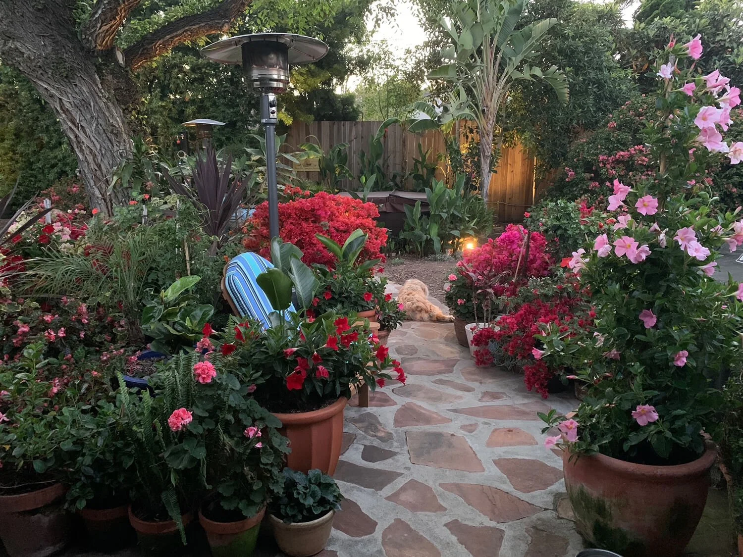 A backyard garden at dusk with potted flowering plants, a stone pathway, a white dog sitting on the ground, and outdoor heaters. Tall trees and a wooden fence surround the area.
