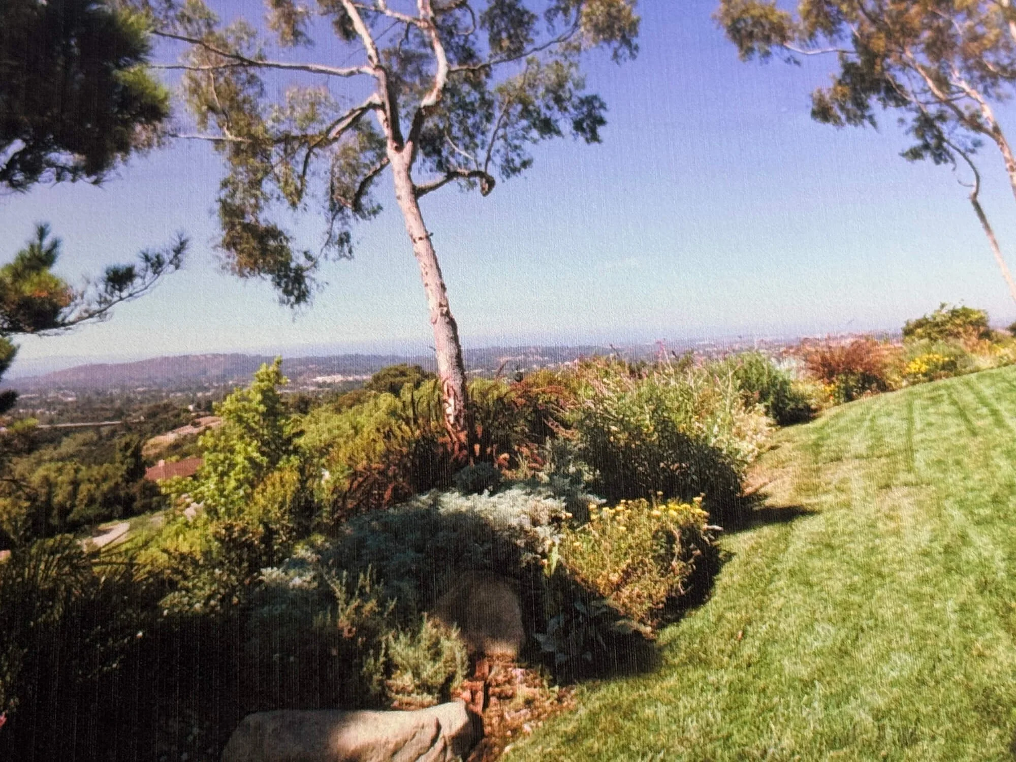 Tree with a straight trunk and sparse foliage on a grassy hill, with houses and hills in the distance under a clear blue sky.