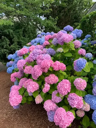 A vibrant garden bed of pink and purple hydrangea flowers with green leaves, surrounded by trees and outdoors.