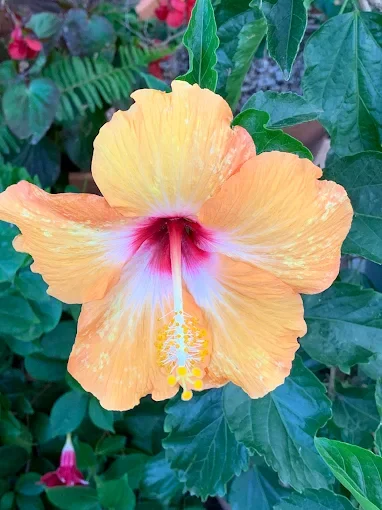 A large, orange hibiscus flower with a yellow and red center, surrounded by green leaves and some pink flowers in the background.