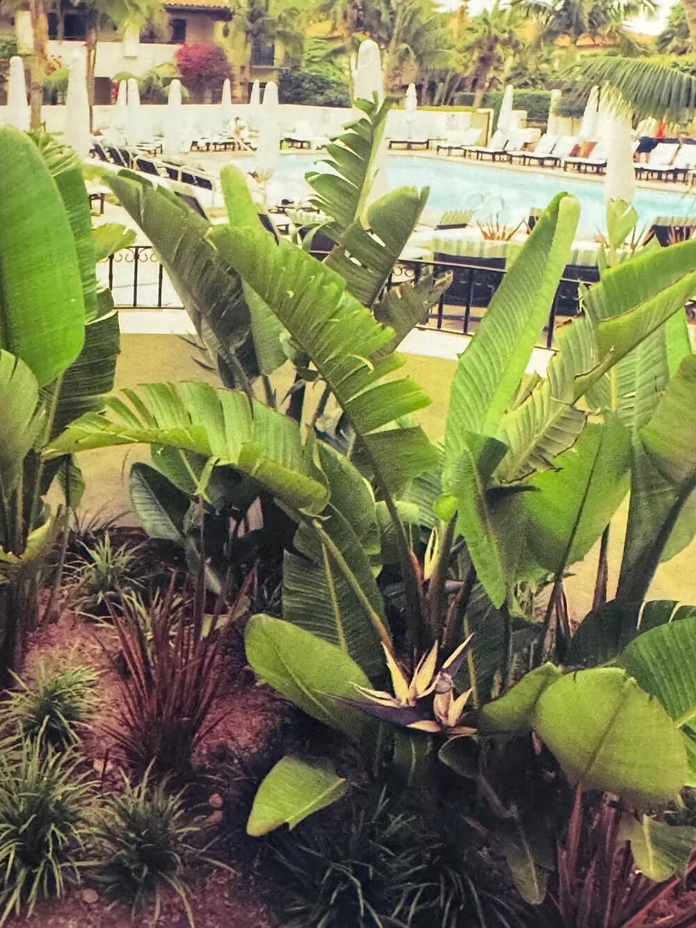 Tropical plants, including large banana-like leaves and a bird of paradise flower, outside patio area with tables and chairs near a marina or river.