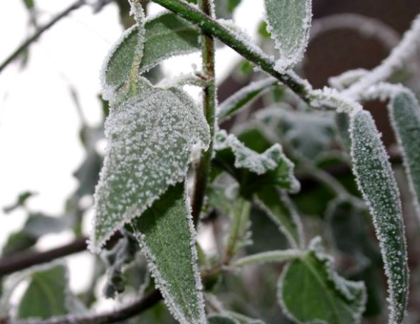 Frosted Leaves