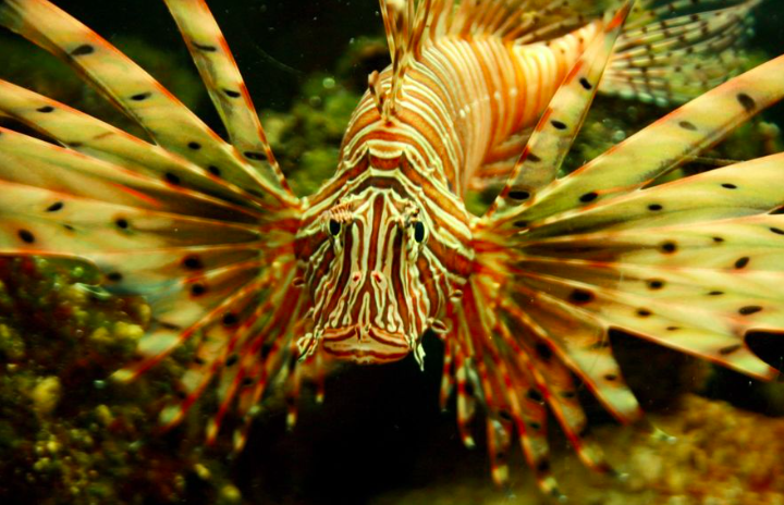 Lionfish