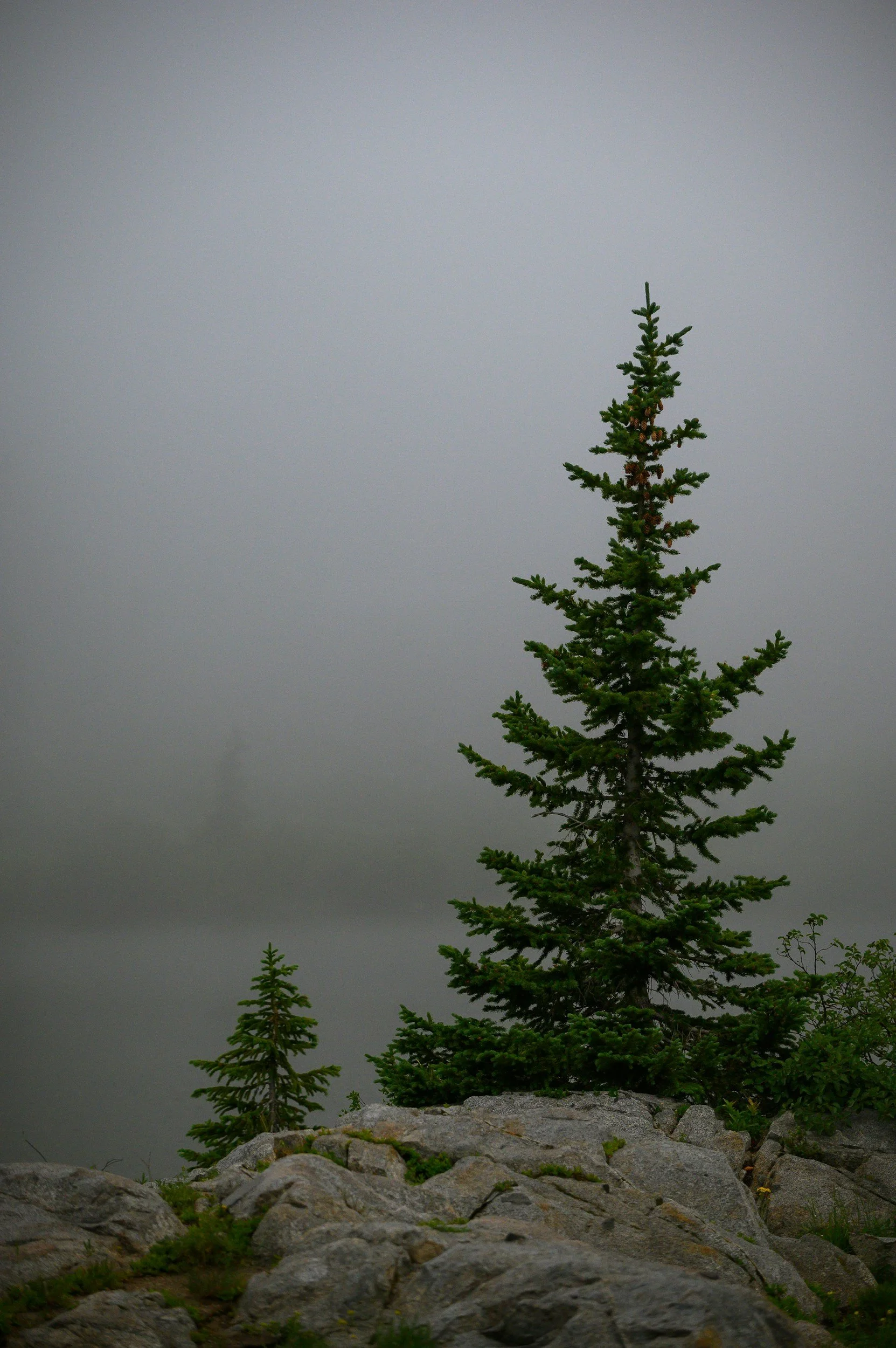 A lone evergreen tree growing on rocky terrain with a gray, overcast sky in the background.