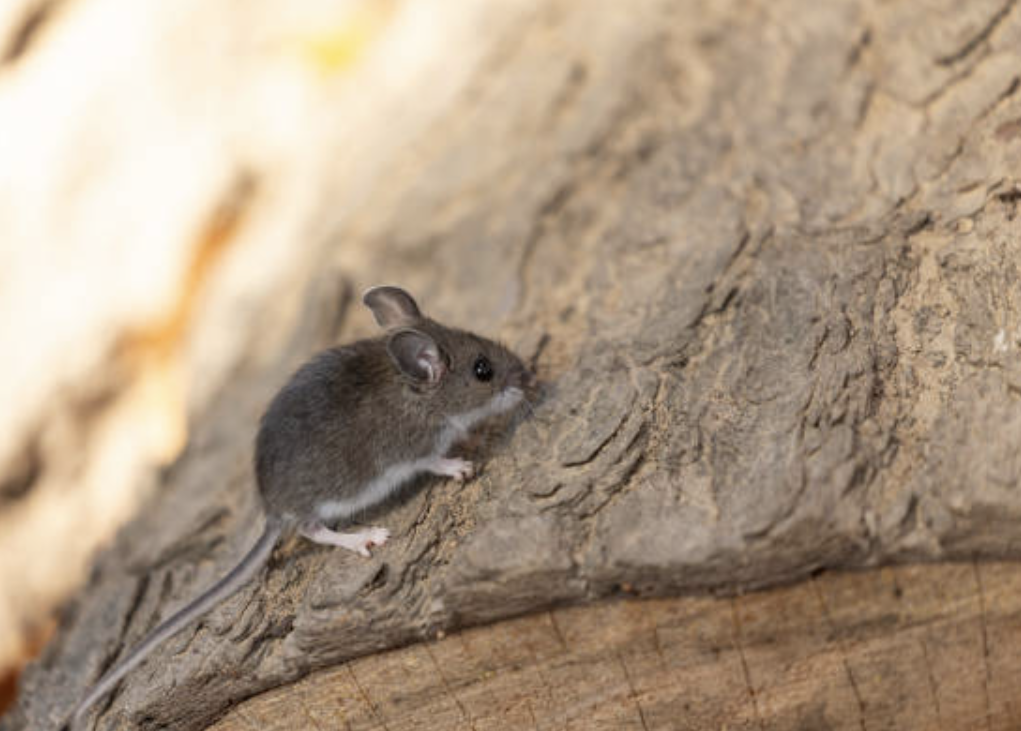 A small gray and white mouse climbing on a piece of bark.