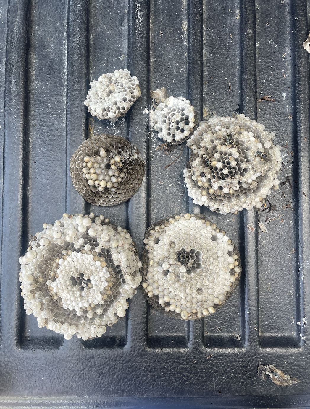 Several wasp nests of varying sizes and stages of construction on a black surface, with some wasps visible on the nests.