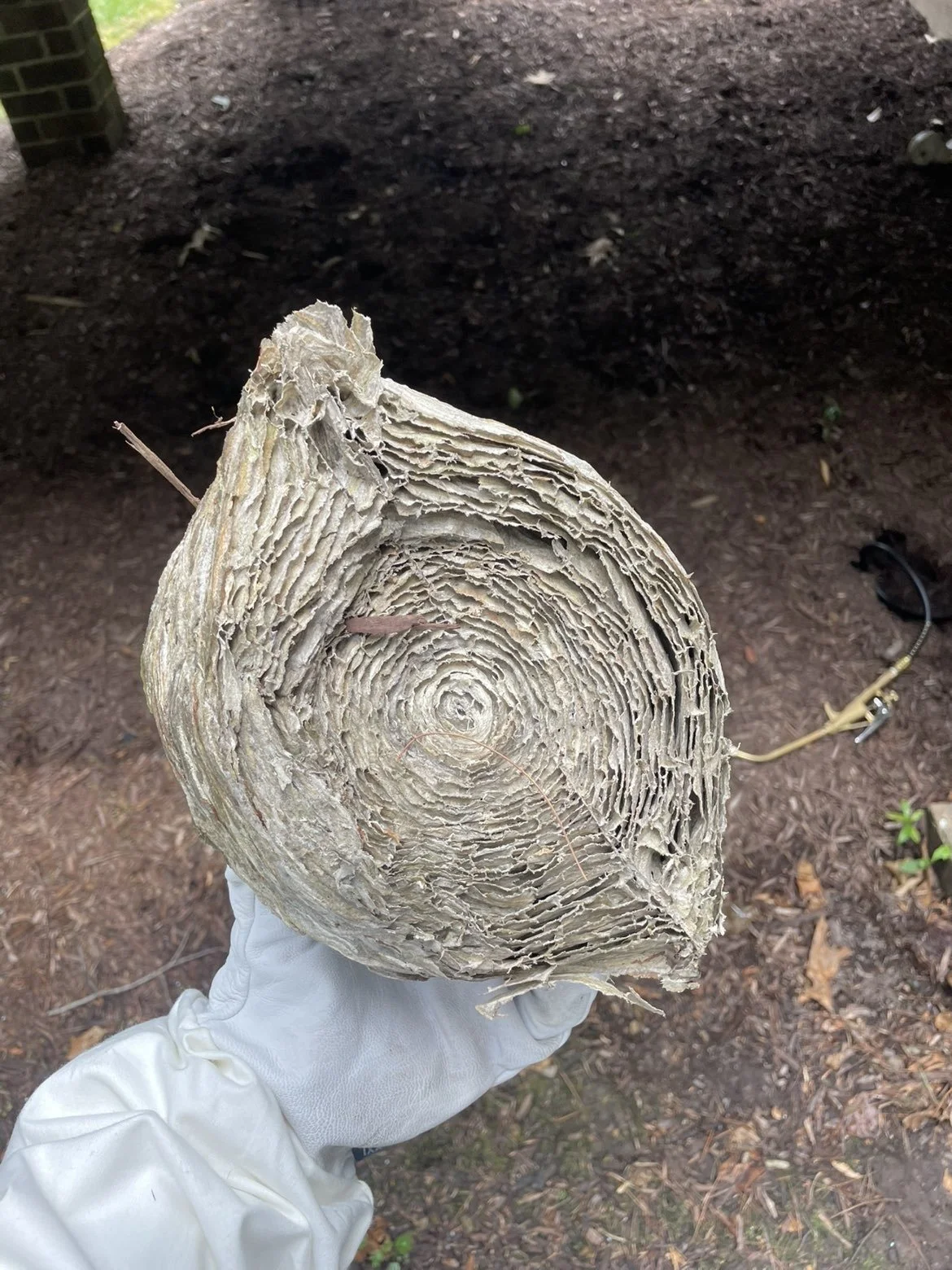 Close-up of a large, cut piece of wood with visible growth rings, held by a person wearing a white glove, outdoors on dirt ground.