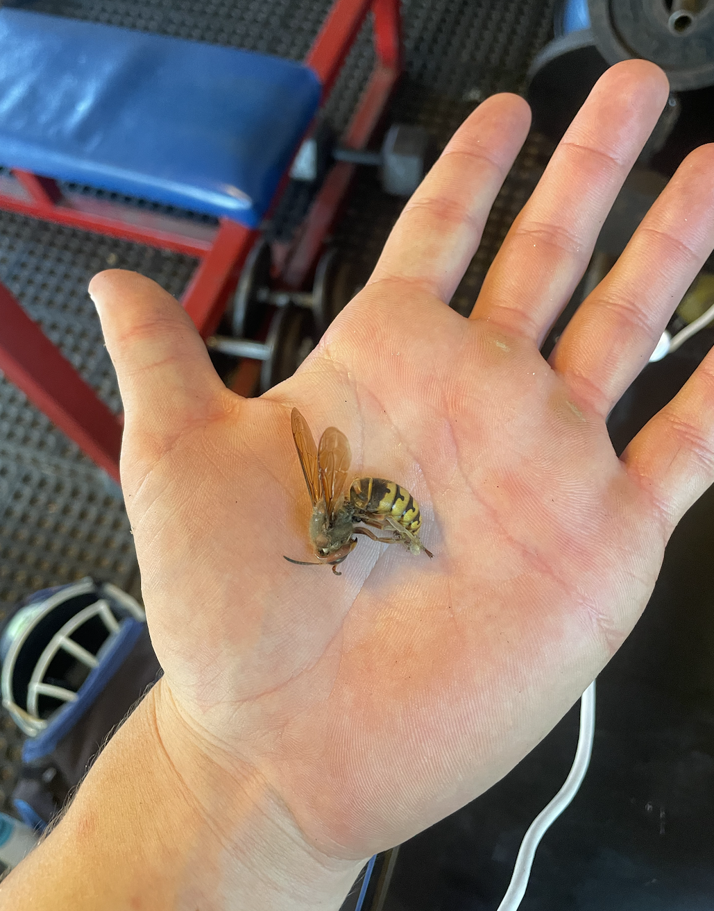 A person holding a large bee or wasp on their palm in a gym or workout area with a red and blue workout bench and weights in the background.