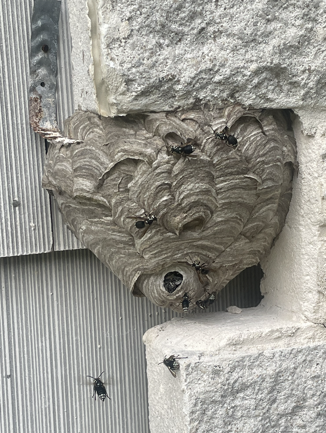 A wasp wasp nest attached to a metal and stone wall, with several wasps flying and resting near the nest.
