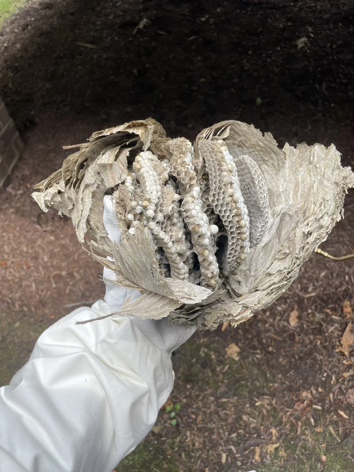 Close-up of a person wearing a white glove holding a wasp nest with larvae inside, outdoors with soil and leaves visible.
