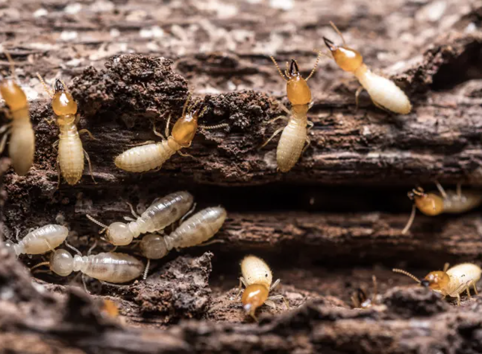 Close-up of termites consuming a piece of wood.