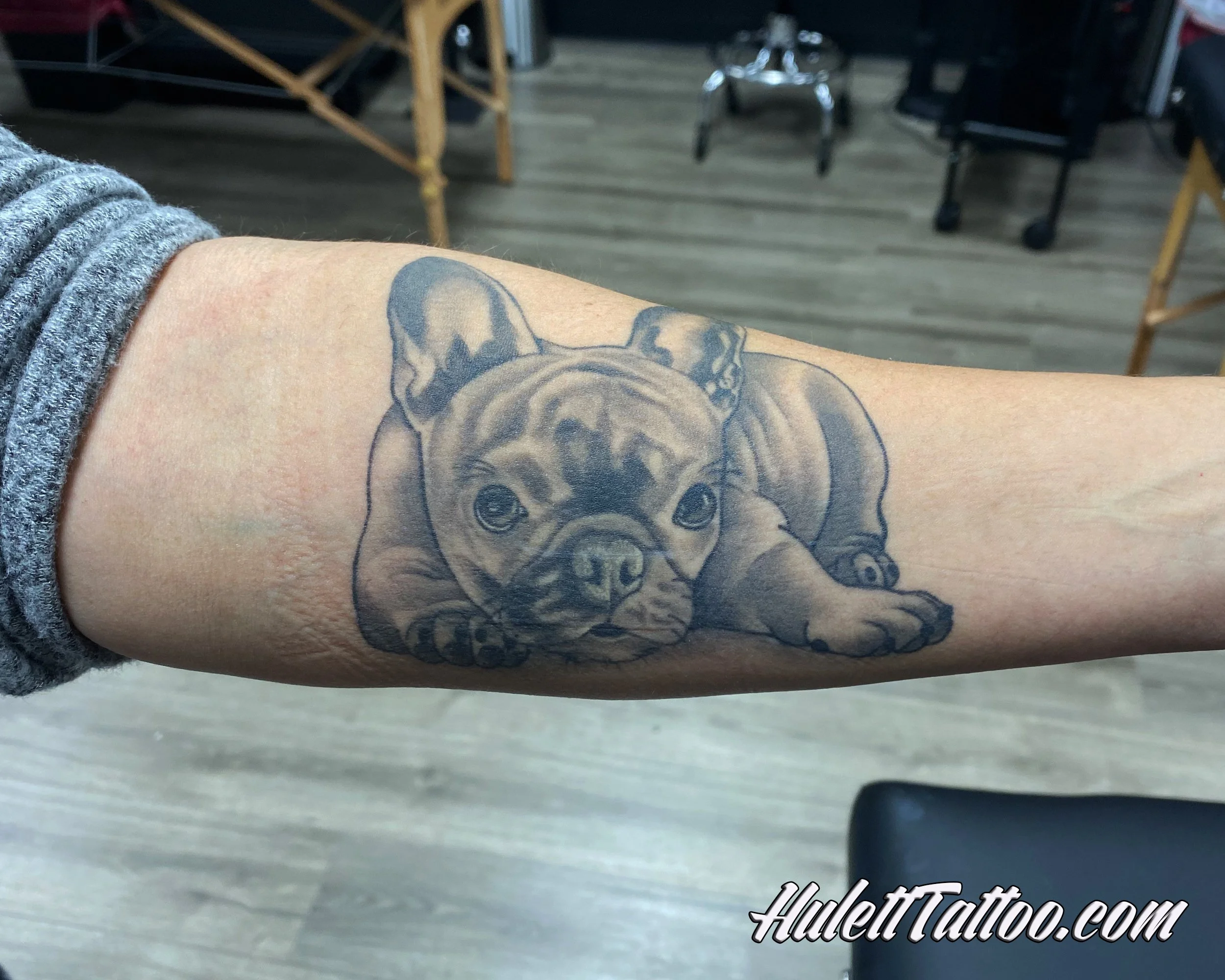Hulett_21_FrenchBulldogPortrait.jpg