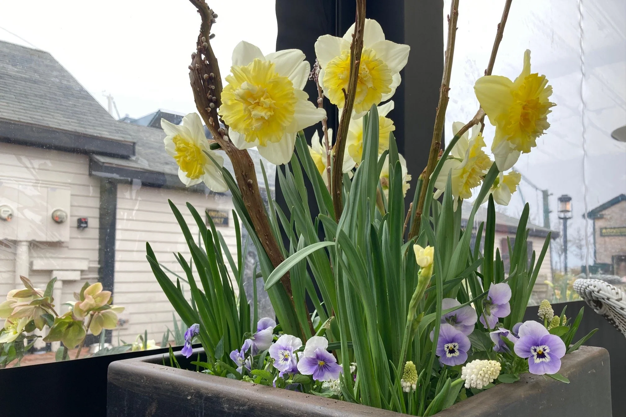 A flower arrangement with yellow and white daffodils and purple and white pansies in a black rectangular planter near a window with a view of rooftops and cloudy sky.