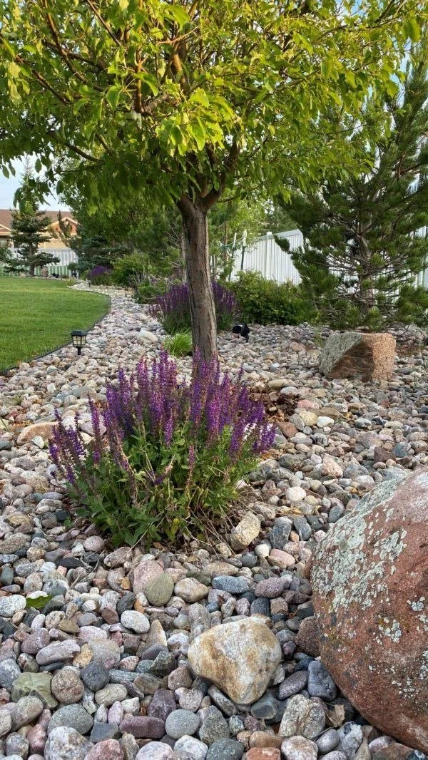 A landscaped yard with a small tree, purple flowering plants, rocks, and a well-maintained lawn.