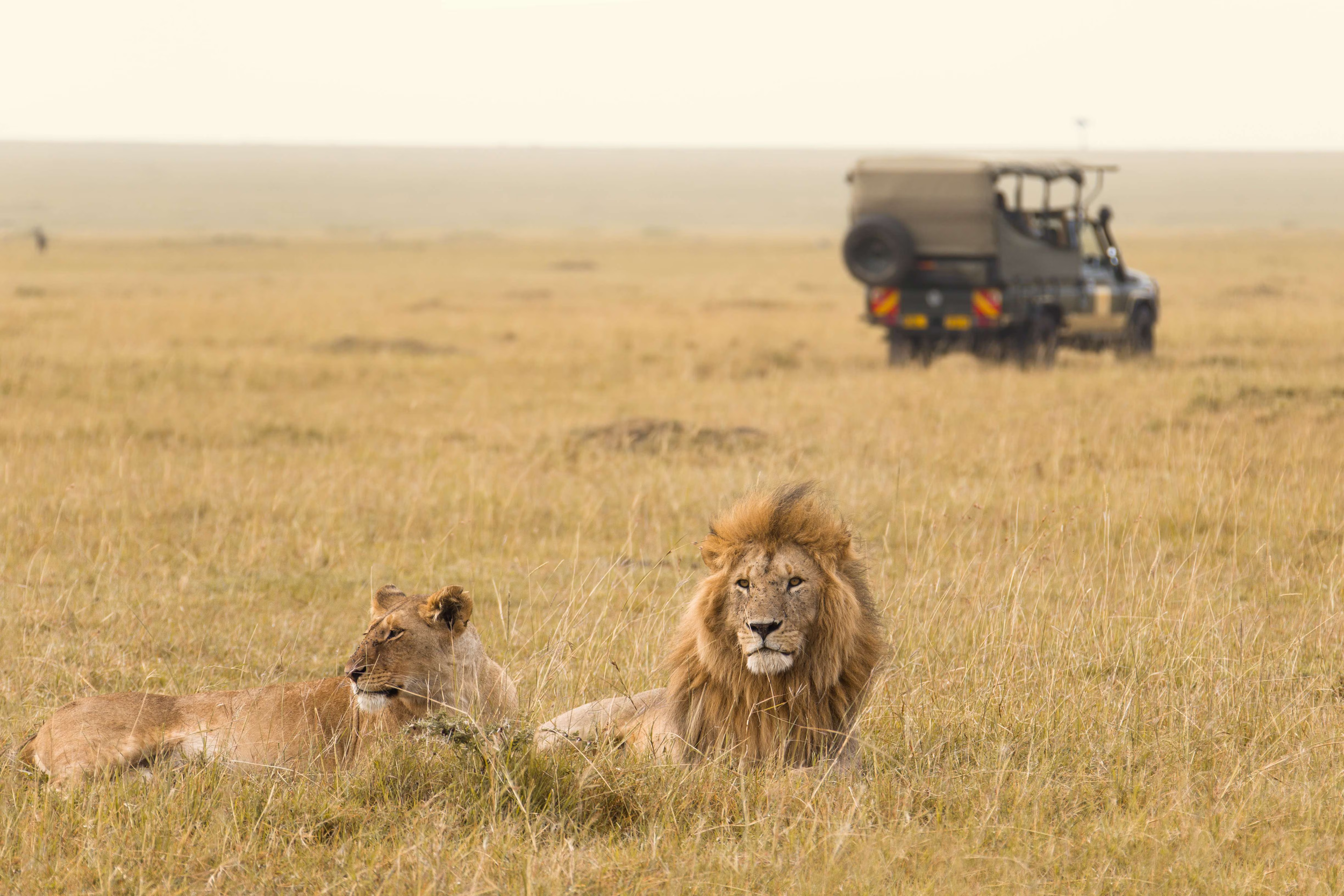 Lions femelles allongés dans la savane africaine avec un lion mâle casqué au centre, sous un ciel clair.
