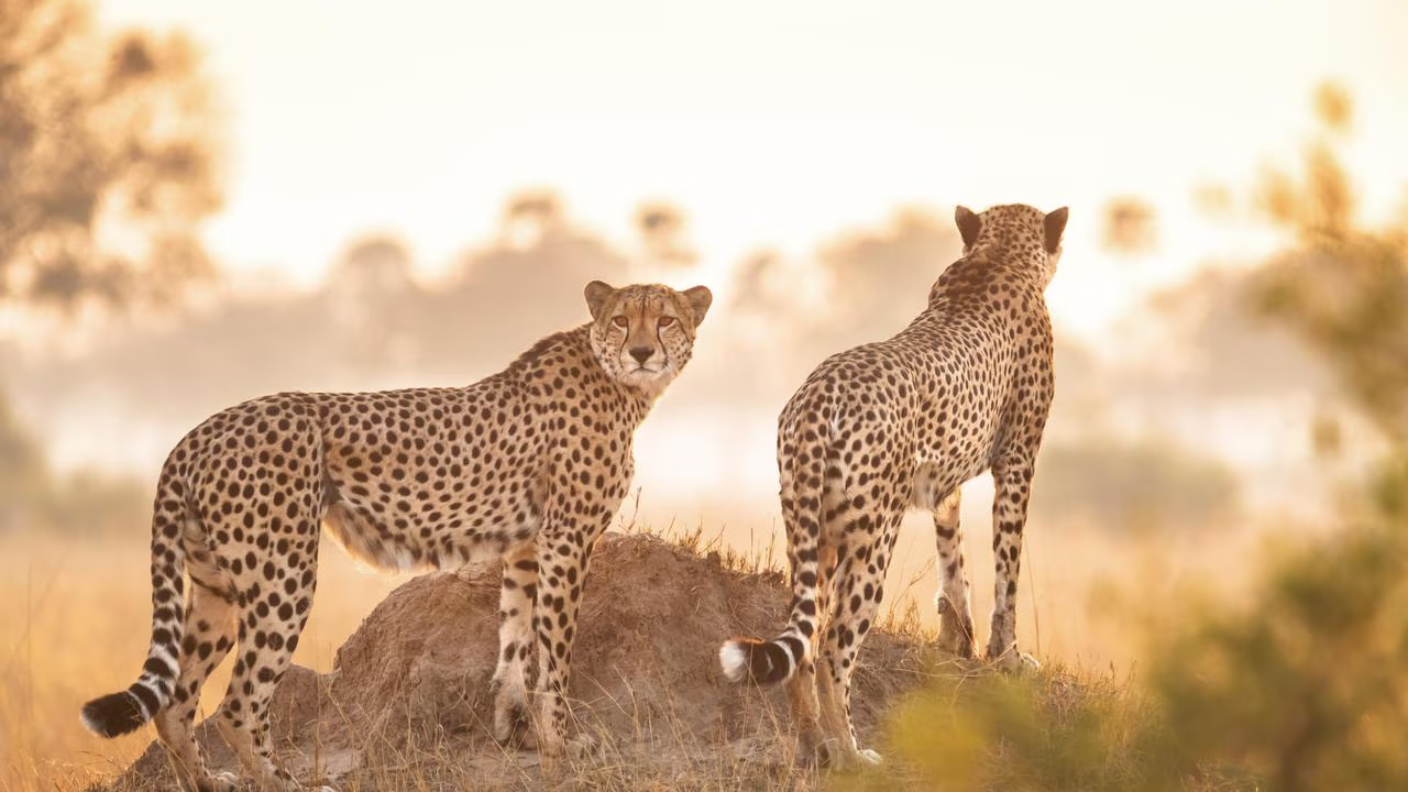 Deux guépards dans la savane africaine, l'un regarde vers l'avant et l'autre tourne le dos.