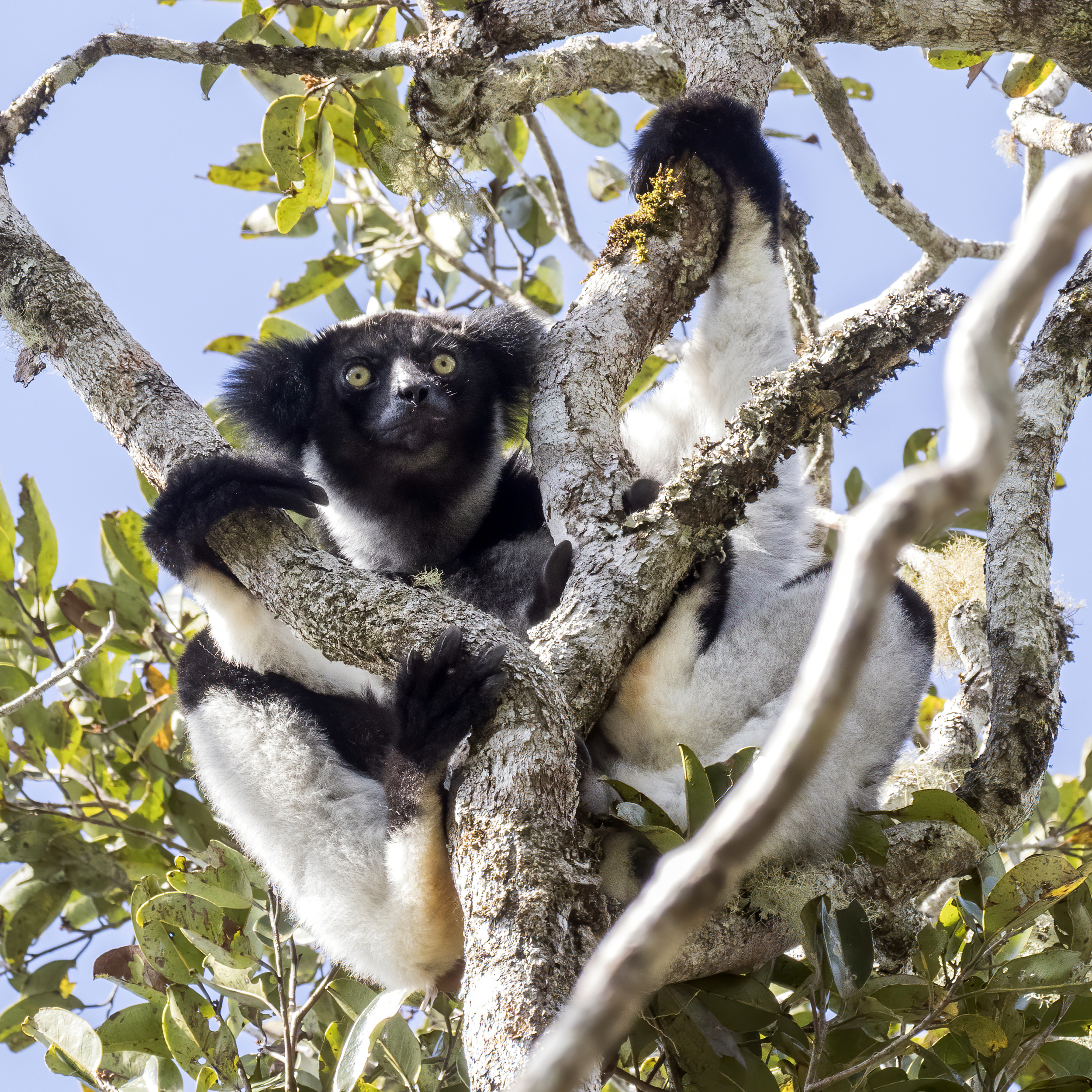 Une silhouette noire d’un animal, probablement une panthère, vue dans un arbre avec des branches et des feuilles vertes, ciel bleu en arrière-plan.