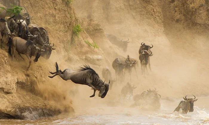 Safari au Kenya : 10 éléments à retenir