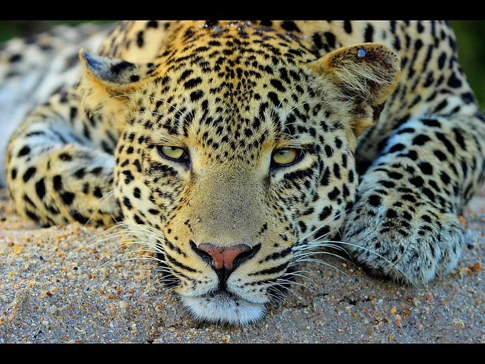 Safari photo : tout ce qu’il faut savoir avant de se lancer