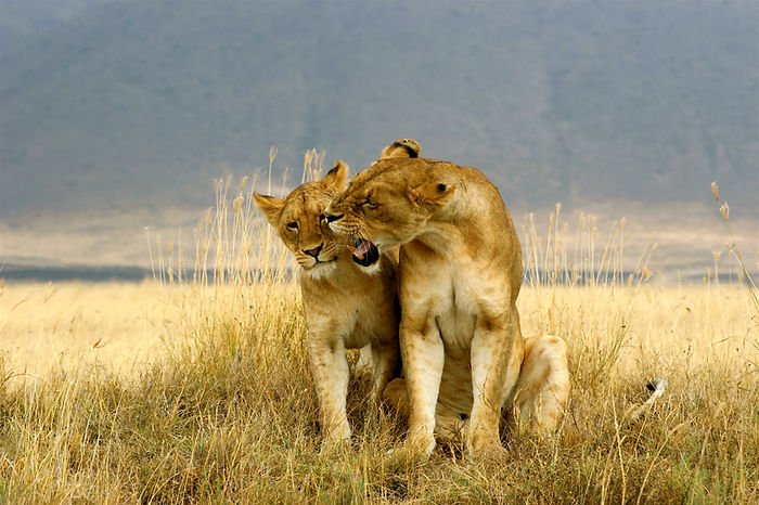 Safari en Afrique : les 10 animaux les plus impressionnants