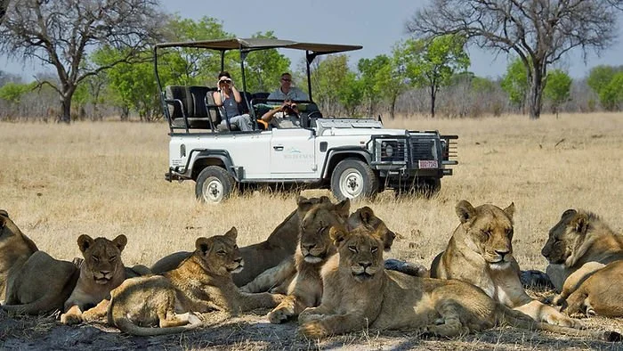 Safari en Afrique du Sud : 5 éléments à retenir