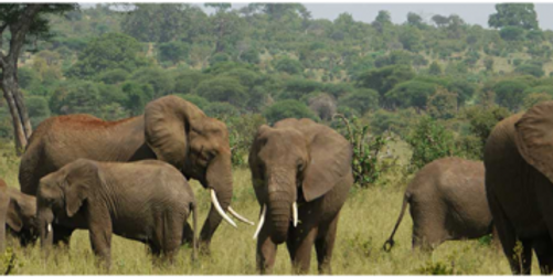 5 astuces pour faire le meilleur voyage de luxe en Afrique