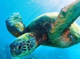 Les endroits à visiter pour un voyage de plongée sous-marine mémorable