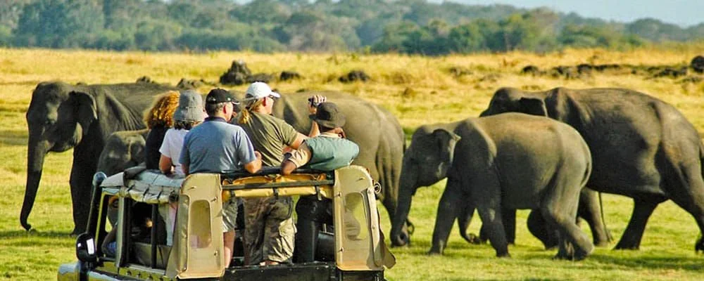 Voyage en Asie: un safari parmi les animaux sauvages du continent
