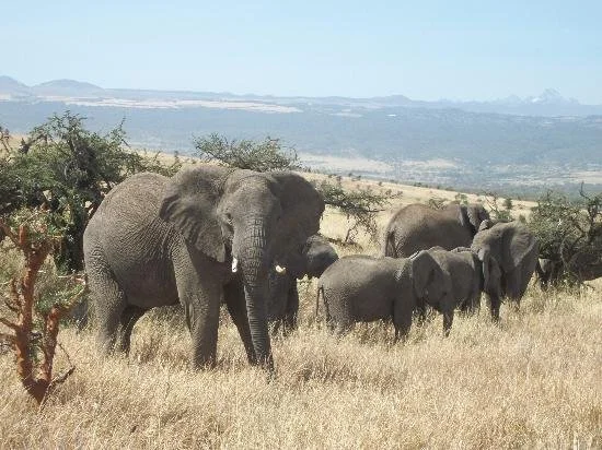 Bien préparer son safari en Afrique