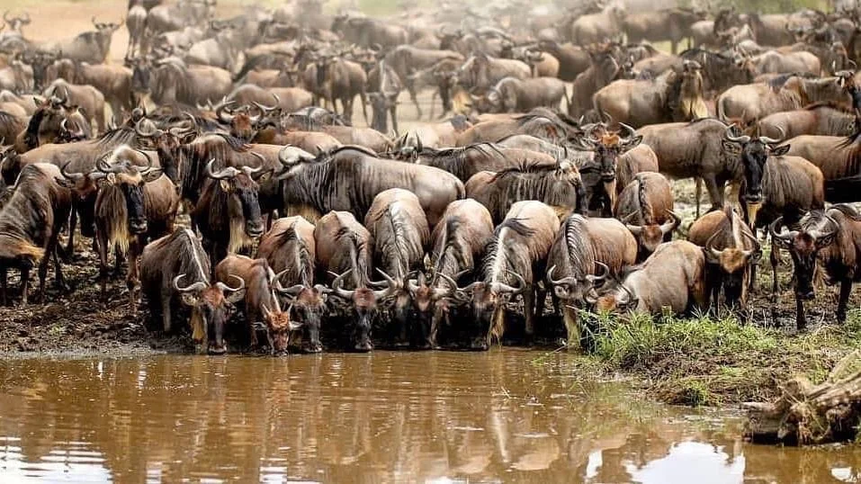 Safari en Tanzanie en petits groupes francophones de 7 personnes
