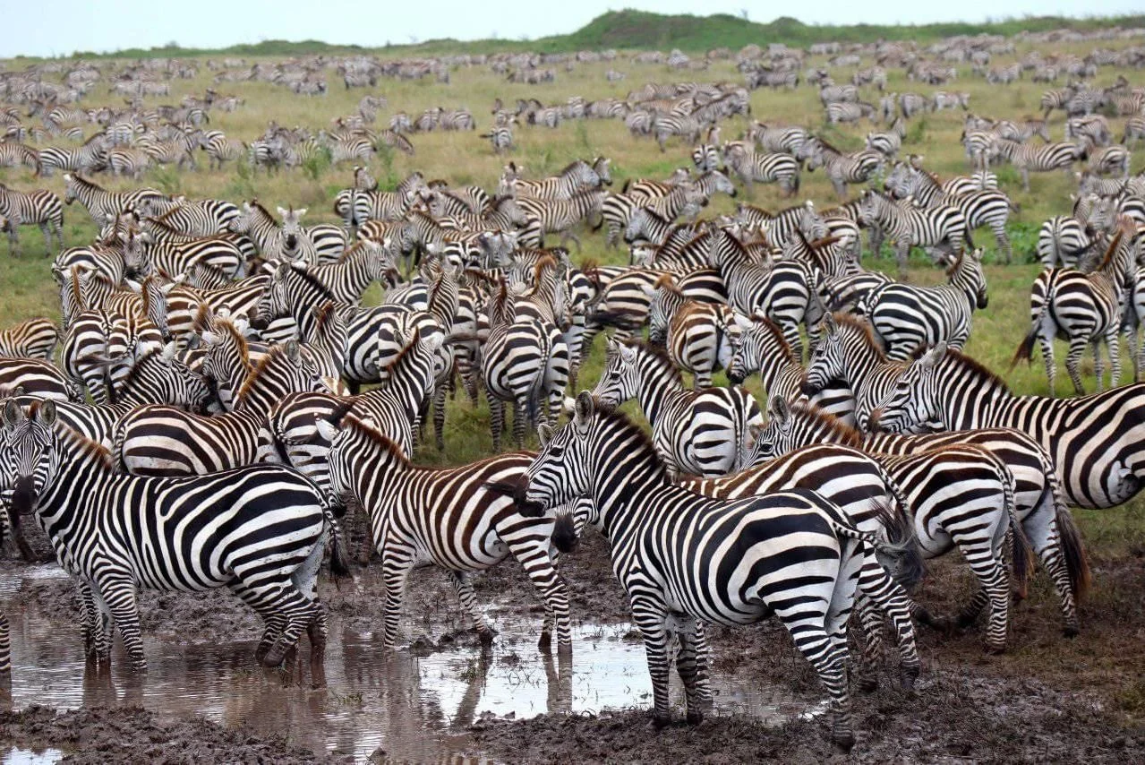 Un safari en Tanzanie